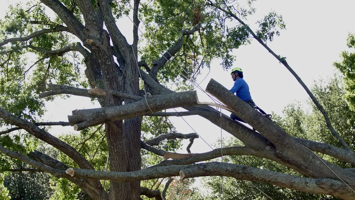 Professional Crown Thinning performed by certified arborists in Hiram