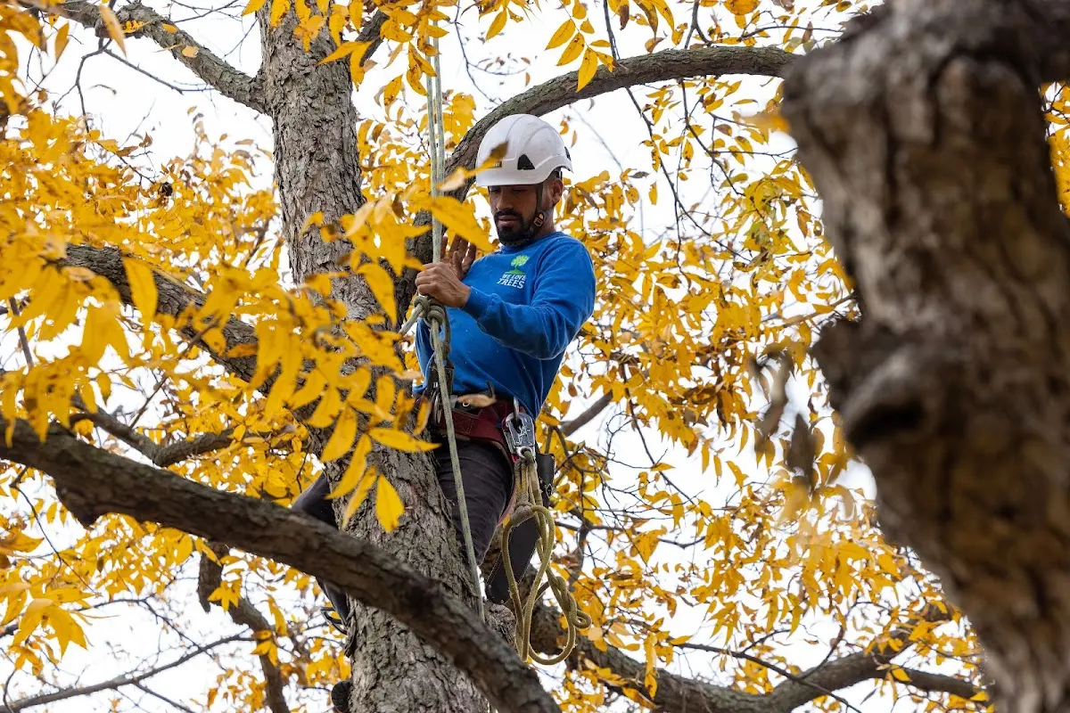Skilled Tree Trimming crew working in Hiram